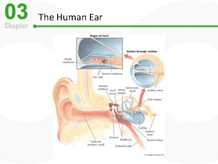 The Human Ear 