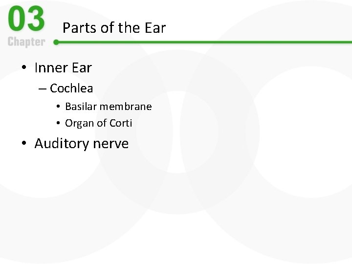 Parts of the Ear • Inner Ear – Cochlea • Basilar membrane • Organ