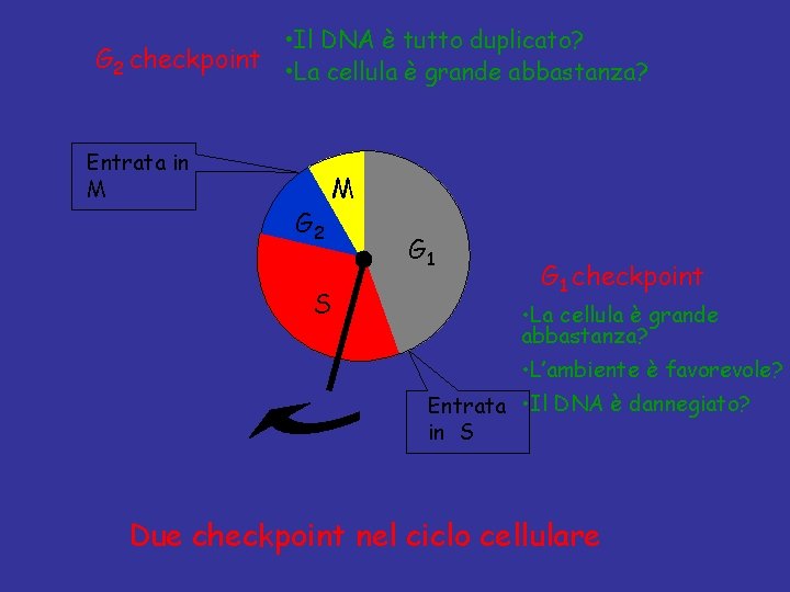  • Il DNA è tutto duplicato? G 2 checkpoint • La cellula è