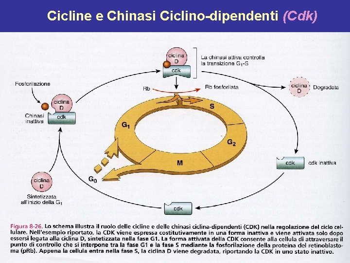 Cicline e Chinasi Ciclino-dipendenti (Cdk) 