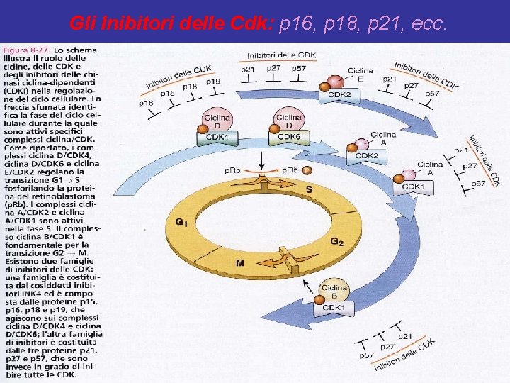 Gli Inibitori delle Cdk: p 16, p 18, p 21, ecc. 