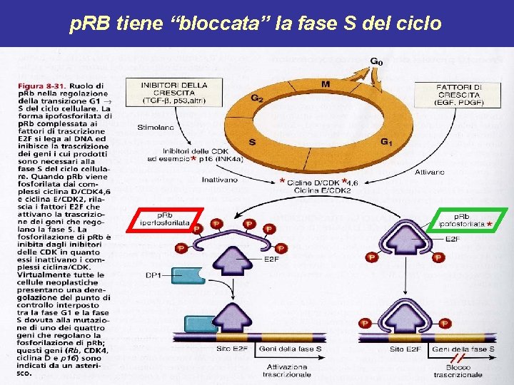 p. RB tiene “bloccata” la fase S del ciclo 