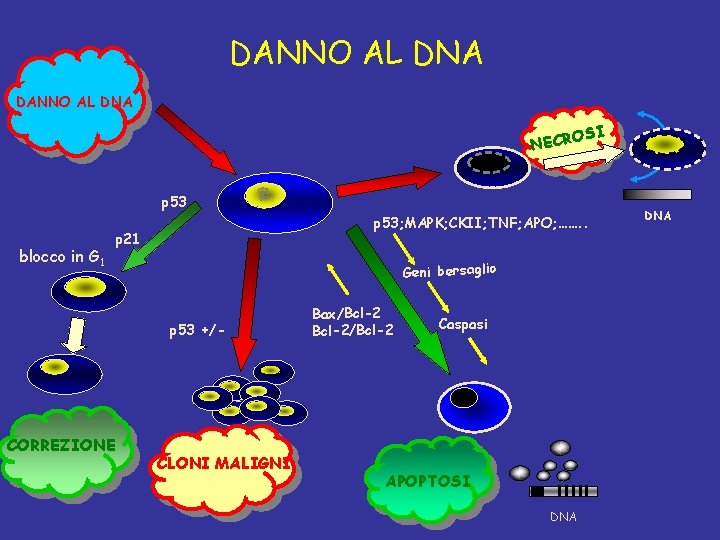 DANNO AL DNA I OS NECR p 53 blocco in G 1 p 53;