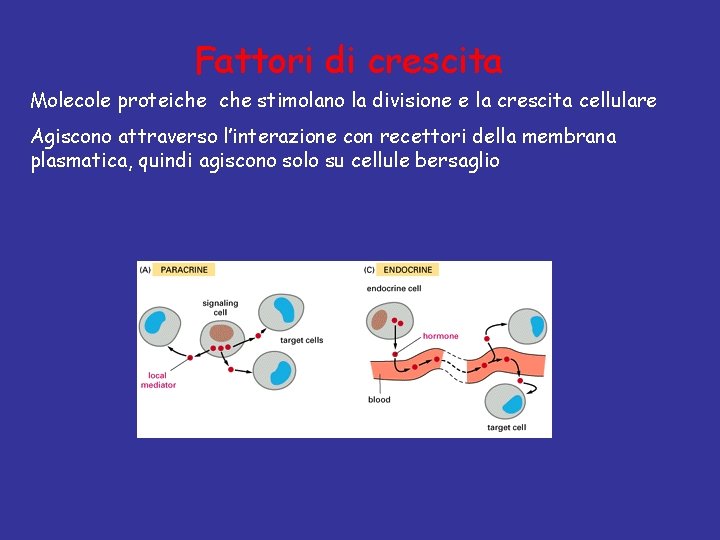 Fattori di crescita Molecole proteiche stimolano la divisione e la crescita cellulare Agiscono attraverso
