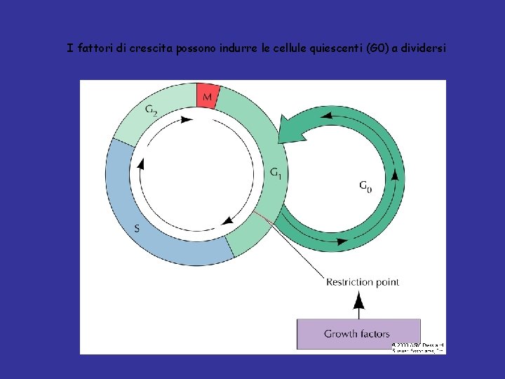 I fattori di crescita possono indurre le cellule quiescenti (G 0) a dividersi 