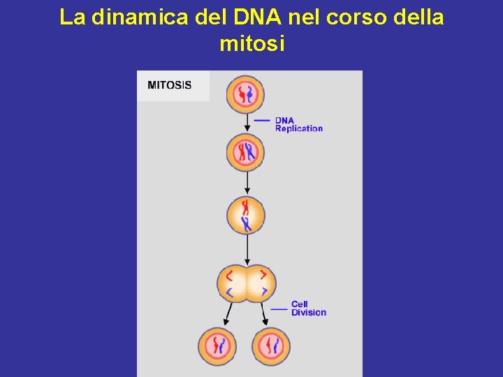 La dinamica del DNA nel corso della mitosi 