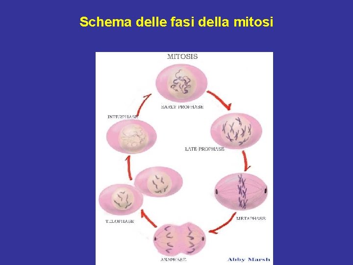 Schema delle fasi della mitosi 