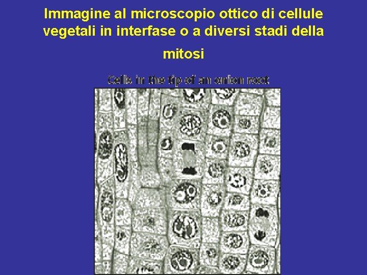 Immagine al microscopio ottico di cellule vegetali in interfase o a diversi stadi della