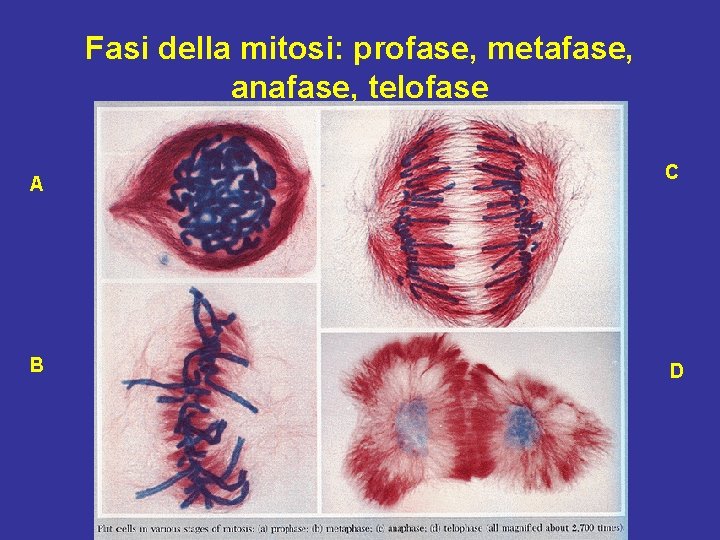 Fasi della mitosi: profase, metafase, anafase, telofase A B C D 