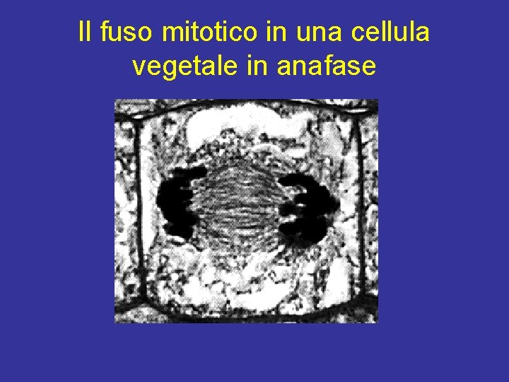 Il fuso mitotico in una cellula vegetale in anafase 