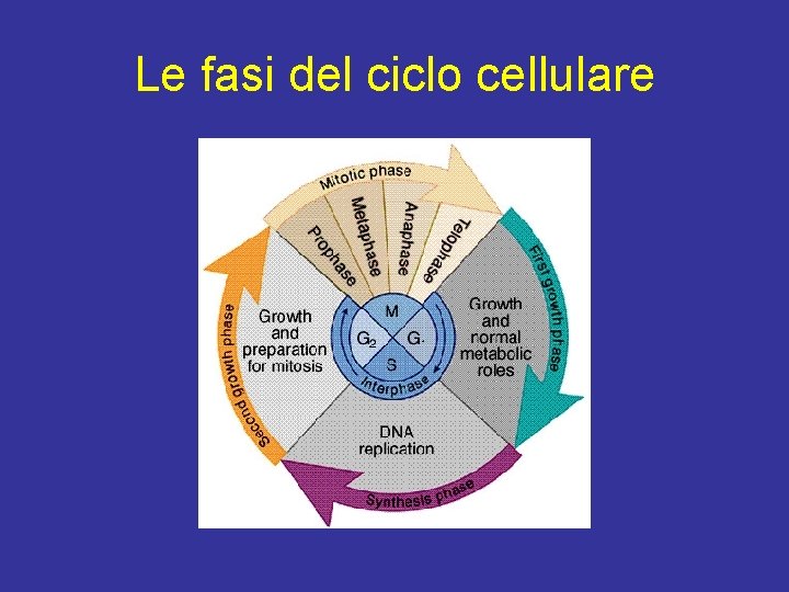 Le fasi del ciclo cellulare 