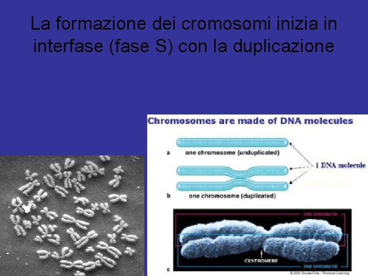 La formazione dei cromosomi inizia in interfase (fase S) con la duplicazione 