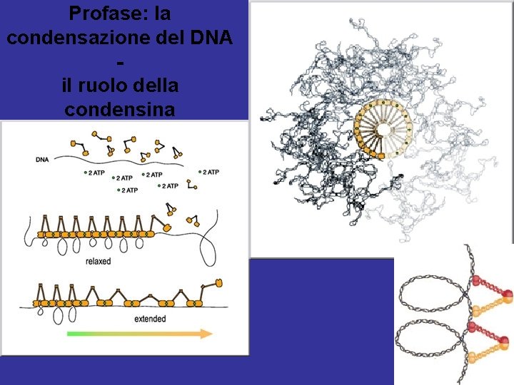 Profase: la condensazione del DNA il ruolo della condensina 