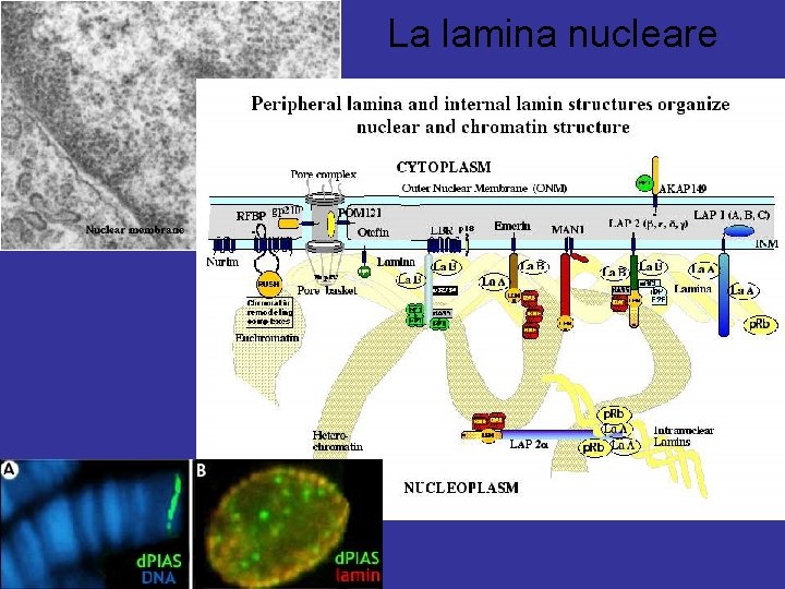 La lamina nucleare 