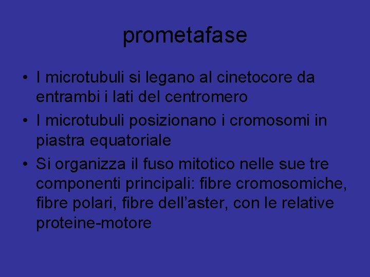 prometafase • I microtubuli si legano al cinetocore da entrambi i lati del centromero