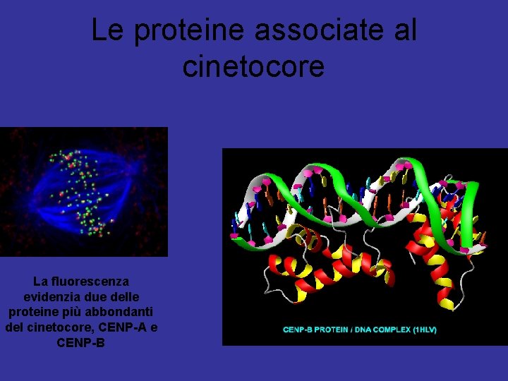 Le proteine associate al cinetocore La fluorescenza evidenzia due delle proteine più abbondanti del