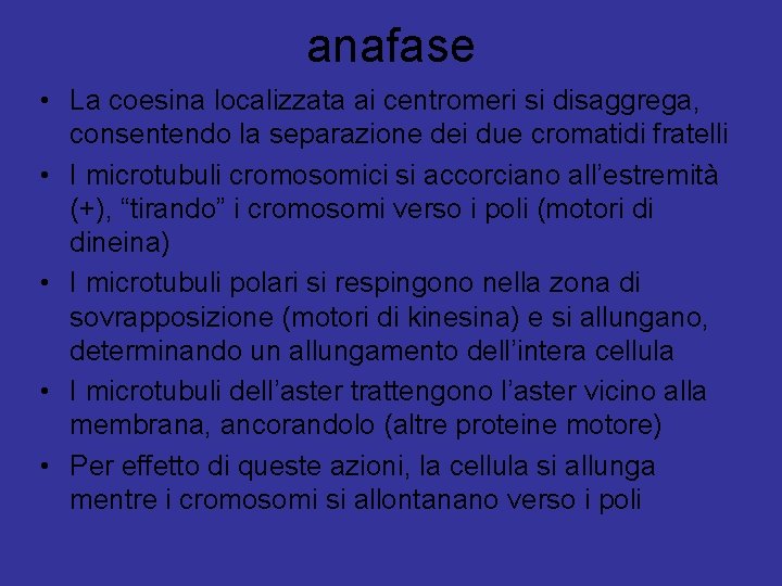 anafase • La coesina localizzata ai centromeri si disaggrega, consentendo la separazione dei due