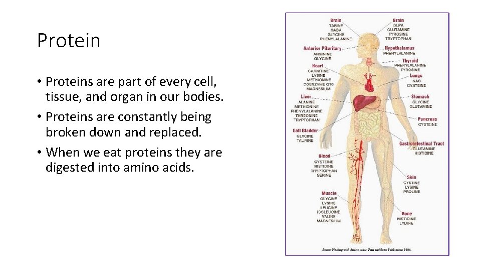 Protein • Proteins are part of every cell, tissue, and organ in our bodies.