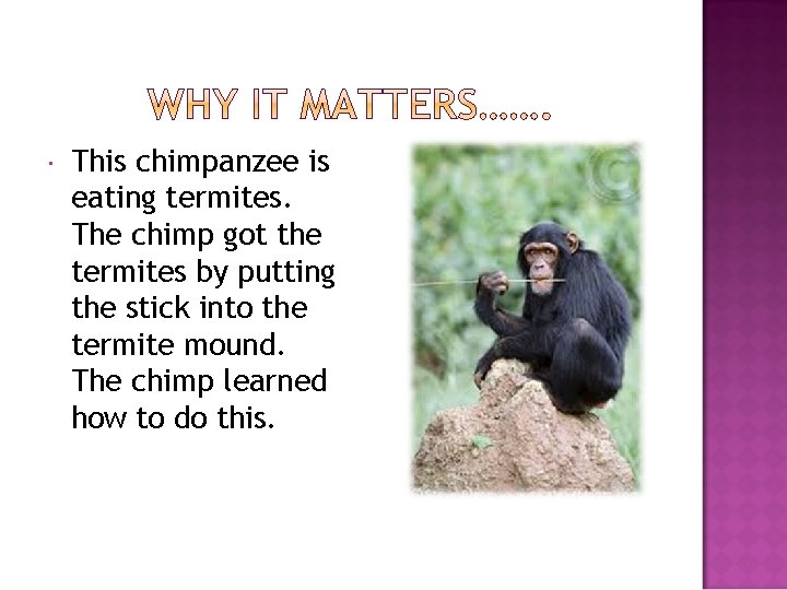  This chimpanzee is eating termites. The chimp got the termites by putting the