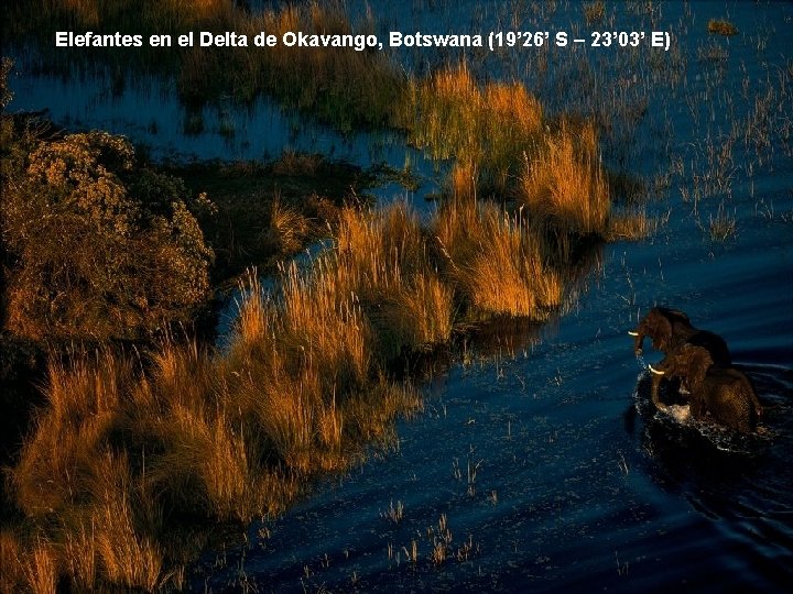 Elefantes en el Delta de Okavango, Botswana (19’ 26’ S – 23’ 03’ E)