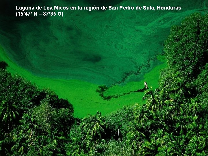 Laguna de Loa Micos en la región de San Pedro de Sula, Honduras (15’