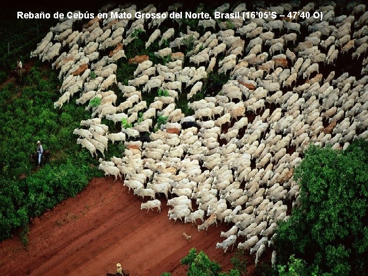 Rebaño de Cebús en Mato Grosso del Norte, Brasil (16’ 05’S – 47’ 40