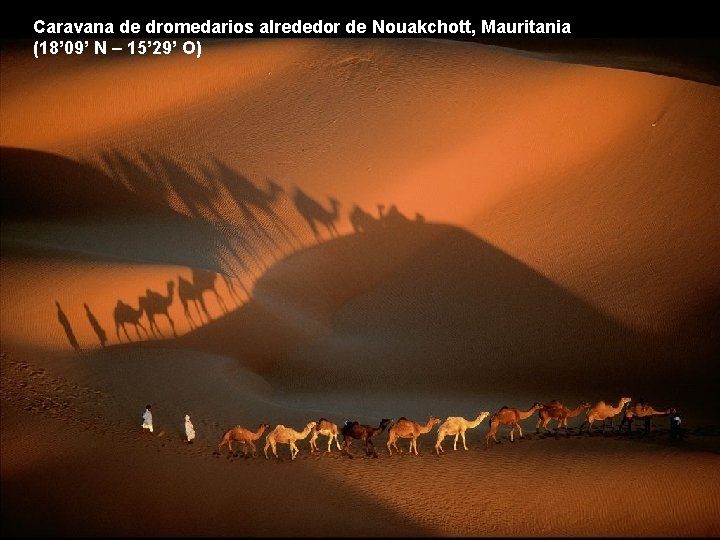 Caravana de dromedarios alrededor de Nouakchott, Mauritania (18’ 09’ N – 15’ 29’ O)