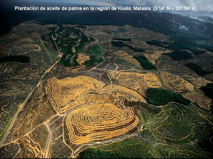 Plantación de aceite de palma en la región de Kuala, Malasia (3’ 14’ N