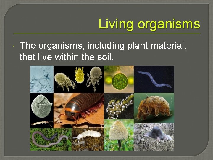 Living organisms The organisms, including plant material, that live within the soil. 