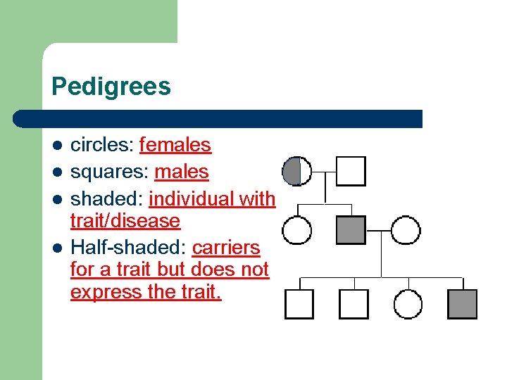 Pedigrees l l circles: females squares: males shaded: individual with trait/disease Half-shaded: carriers for