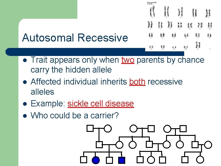 Autosomal Recessive l l Trait appears only when two parents by chance carry the