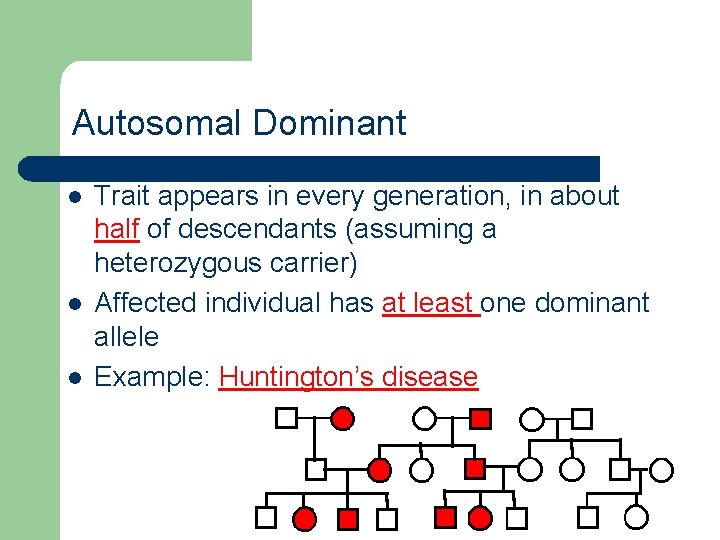 Autosomal Dominant l l l Trait appears in every generation, in about half of