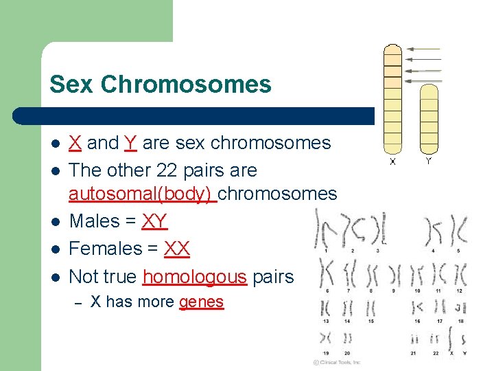 Sex Chromosomes l l l X and Y are sex chromosomes The other 22