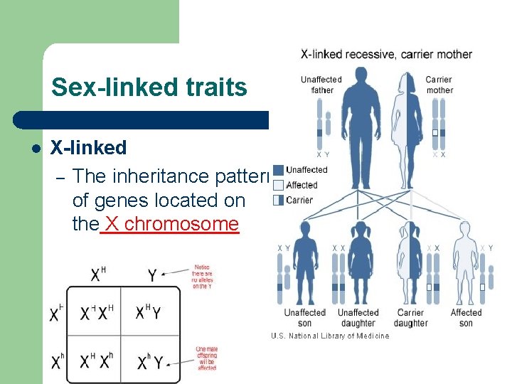 Sex-linked traits l X-linked – The inheritance pattern of genes located on the X