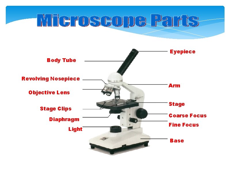 Eyepiece Body Tube Revolving Nosepiece Objective Lens Stage Clips Diaphragm Light Arm Stage Coarse