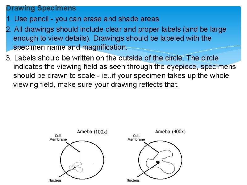 Drawing Specimens 1. Use pencil - you can erase and shade areas 2. All