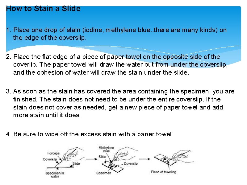 How to Stain a Slide 1. Place one drop of stain (iodine, methylene blue.