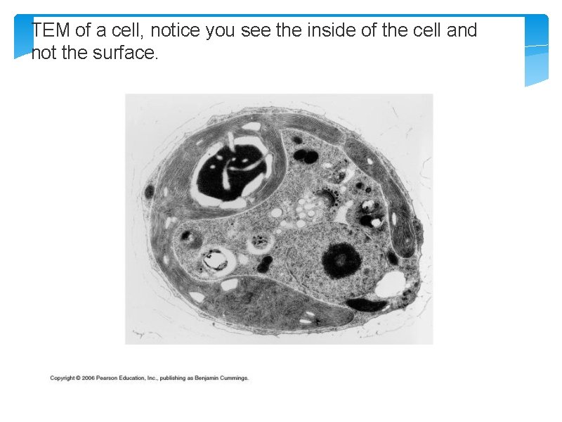 TEM of a cell, notice you see the inside of the cell and not