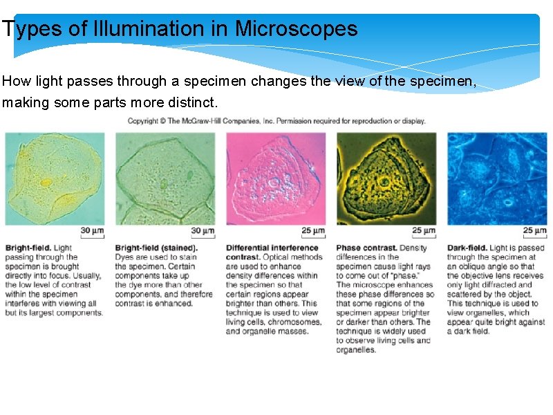 Types of Illumination in Microscopes How light passes through a specimen changes the view