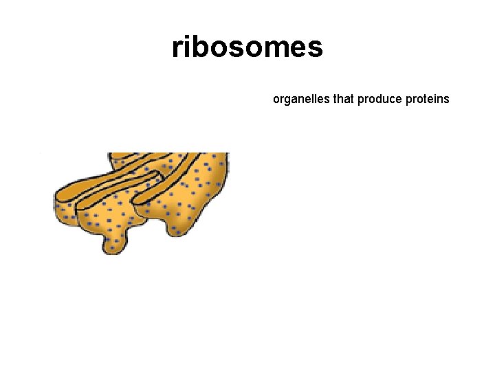 ribosomes organelles that produce proteins 