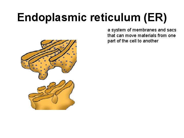 Endoplasmic reticulum (ER) a system of membranes and sacs that can move materials from