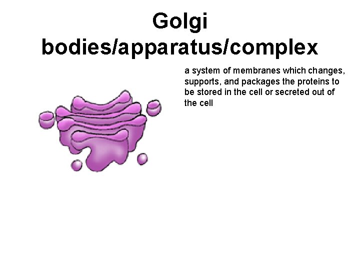 Golgi bodies/apparatus/complex a system of membranes which changes, supports, and packages the proteins to