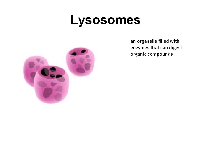 Lysosomes an organelle filled with enzymes that can digest organic compounds 