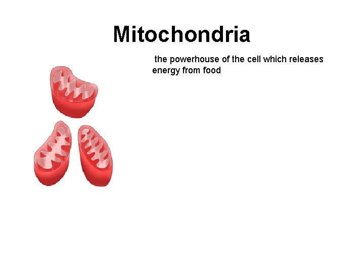 Mitochondria the powerhouse of the cell which releases energy from food 