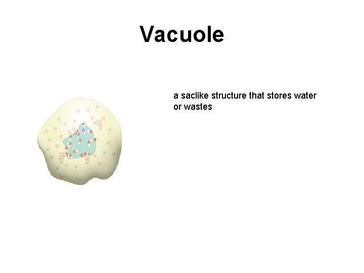 Vacuole a saclike structure that stores water or wastes 