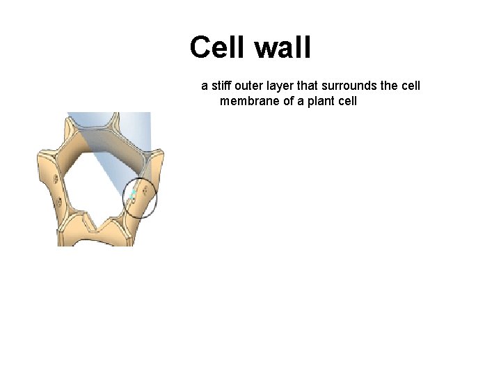 Cell wall a stiff outer layer that surrounds the cell membrane of a plant