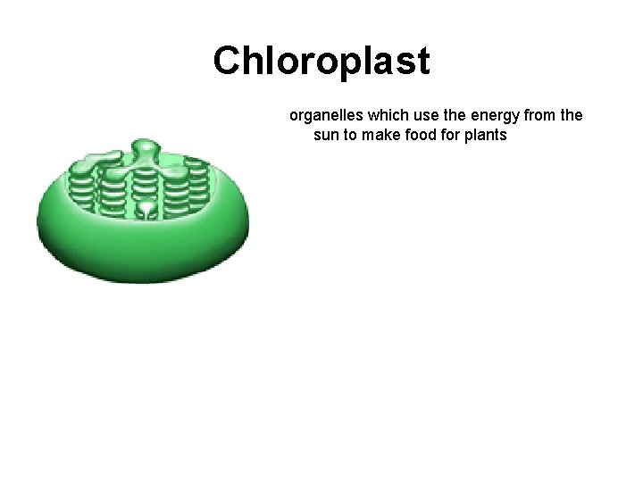 Chloroplast organelles which use the energy from the sun to make food for plants