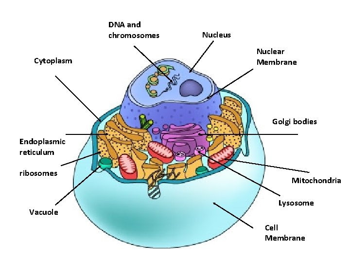 DNA and chromosomes Cytoplasm Nucleus Nuclear Membrane Golgi bodies Endoplasmic reticulum ribosomes Vacuole Mitochondria