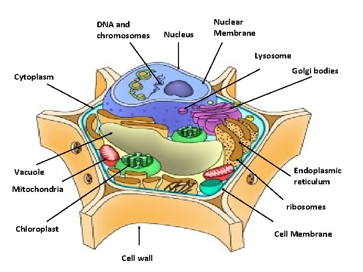 DNA and chromosomes Nucleus Nuclear Membrane Lysosome Golgi bodies Cytoplasm Endoplasmic reticulum Vacuole Mitochondria