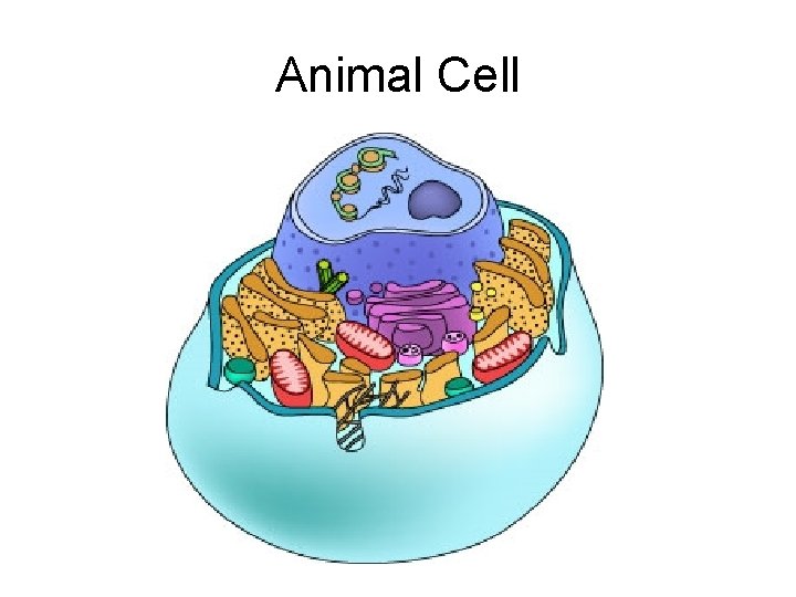 Animal Cell 